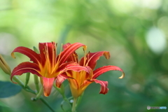 街の花