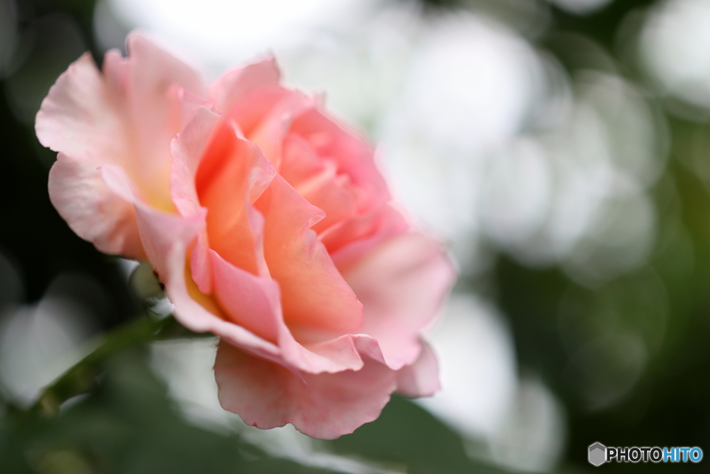 街の花
