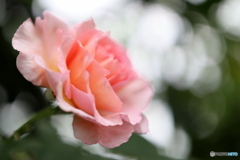 街の花