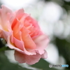 街の花