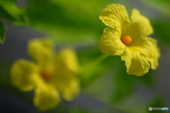 街の花