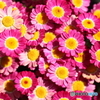 街の花