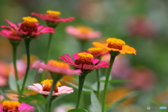 街の花