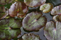 水草