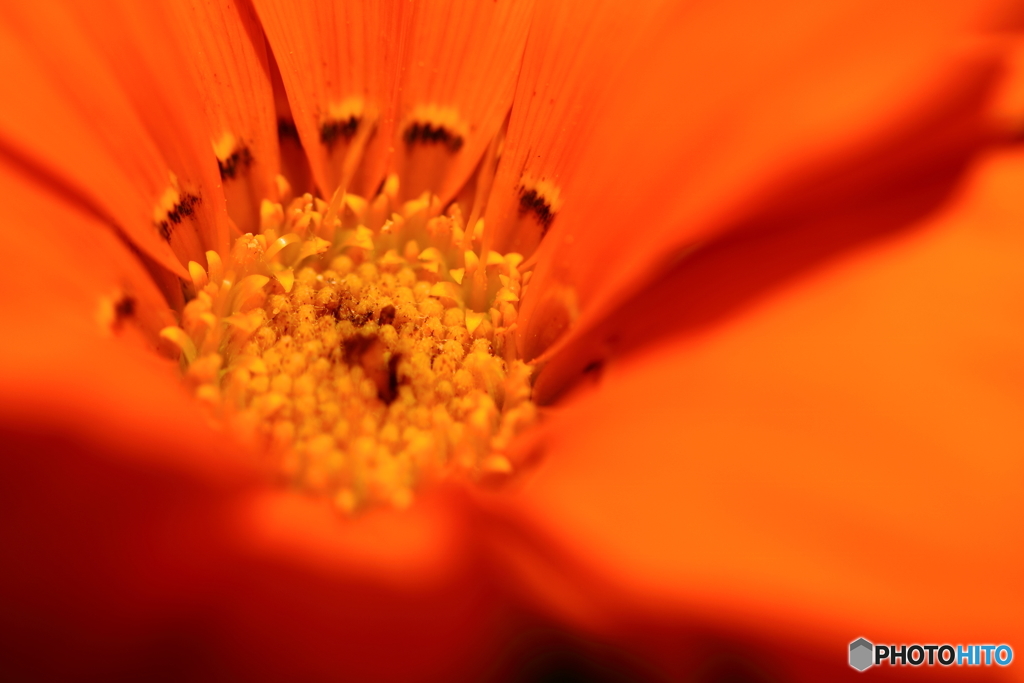 街の花