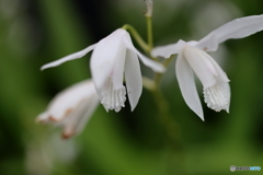 街の花
