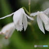 街の花