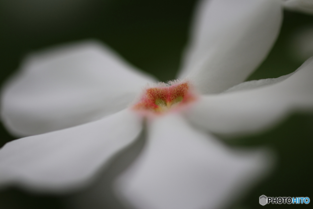 オキナワキョウチクトウ