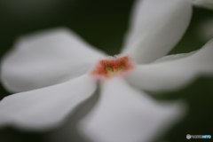 オキナワキョウチクトウ