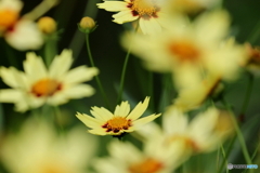 街の花