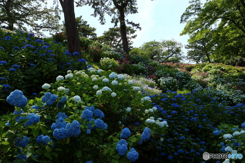 紫陽花