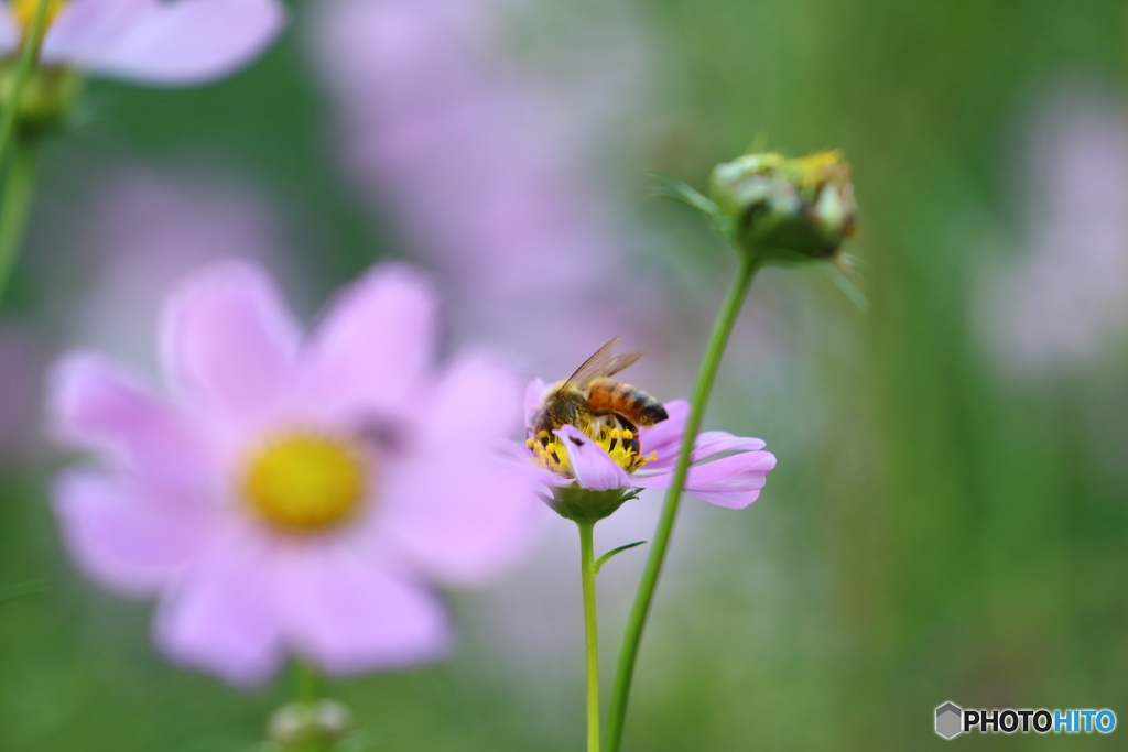 街の花