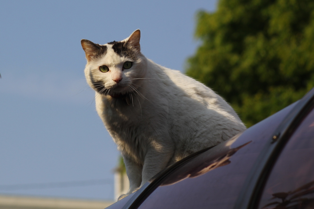 飼い猫