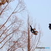 野鳥