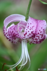 街の花