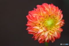 園の花