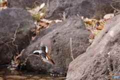 野鳥