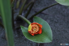街の花