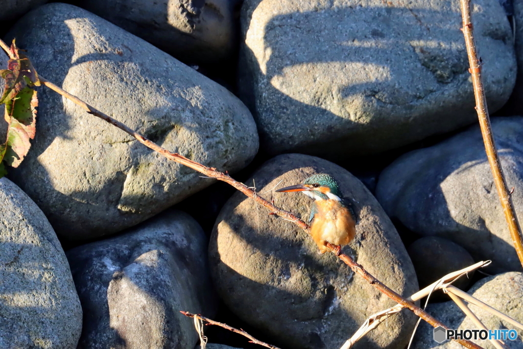 野鳥