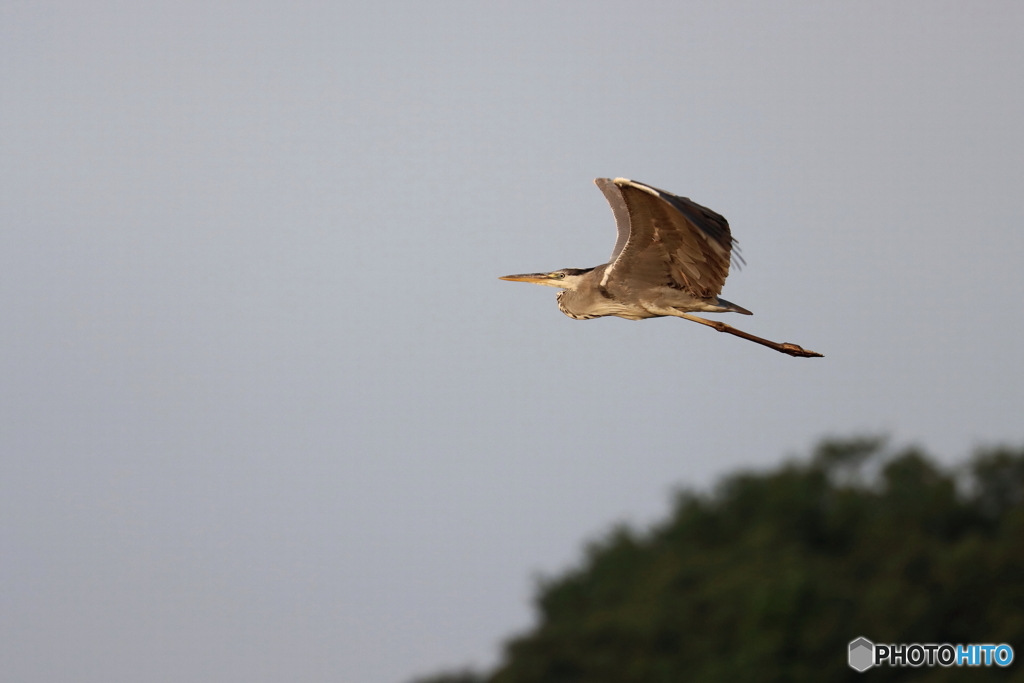 野鳥