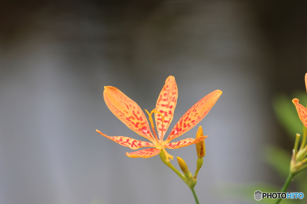 園の花