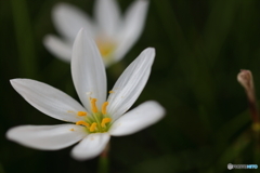 園の花