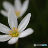 園の花