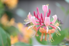 街の花