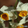 街の花