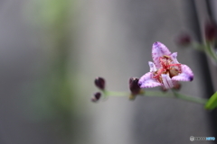 街の花