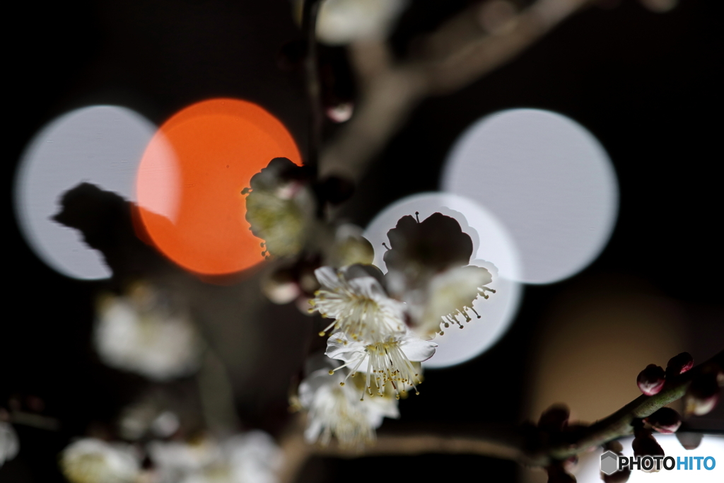 郷土の森