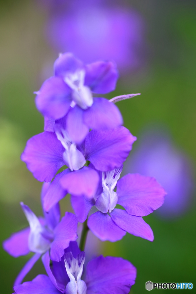 街の花