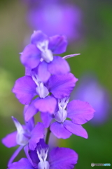 街の花