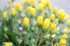 街の花