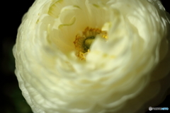 街の花