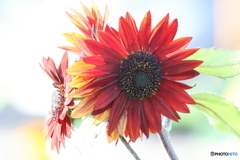 街の花