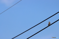 野鳥