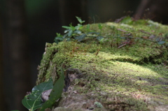 高尾山散策（続）