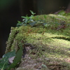 高尾山散策（続）