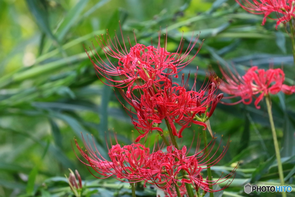 街の花