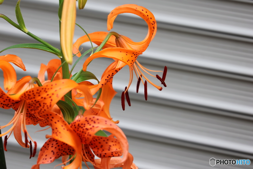 街の花