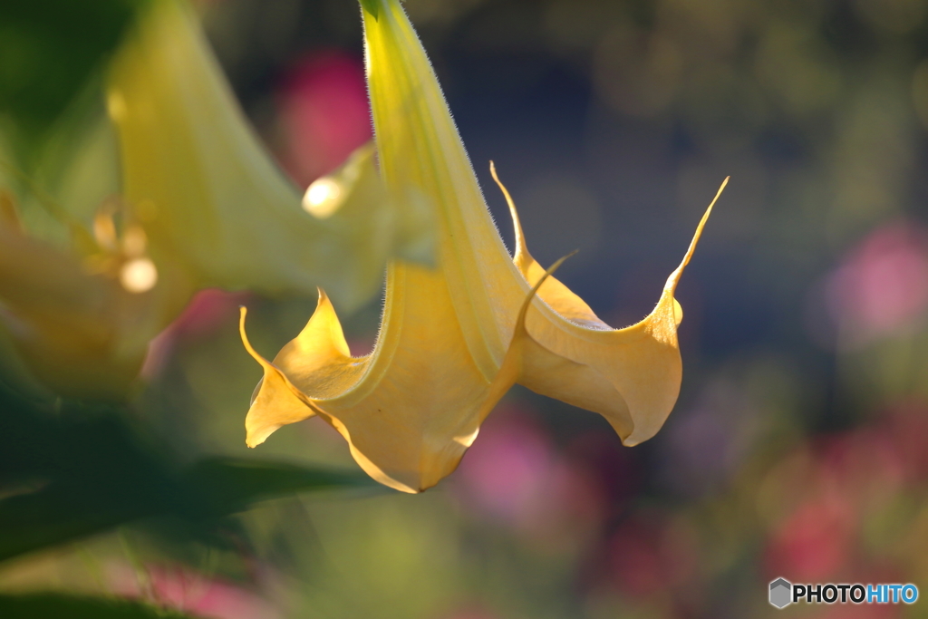 街の花