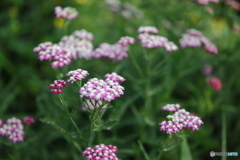 街の花