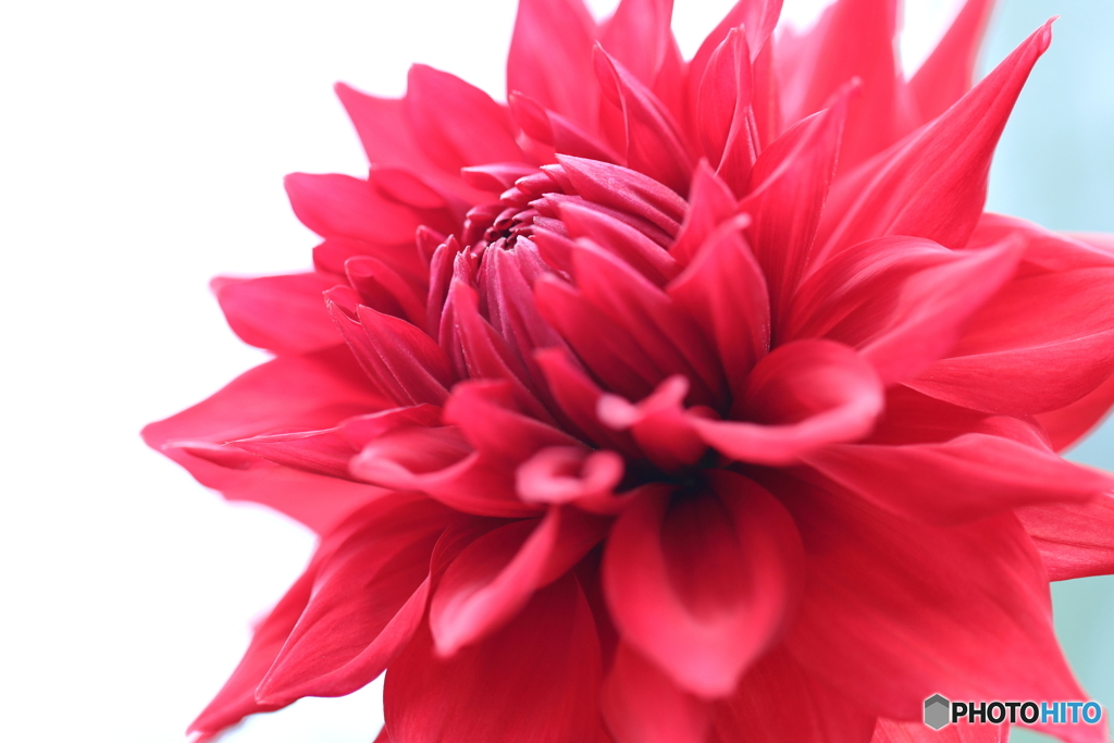 園の花
