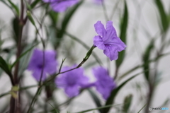 街の花
