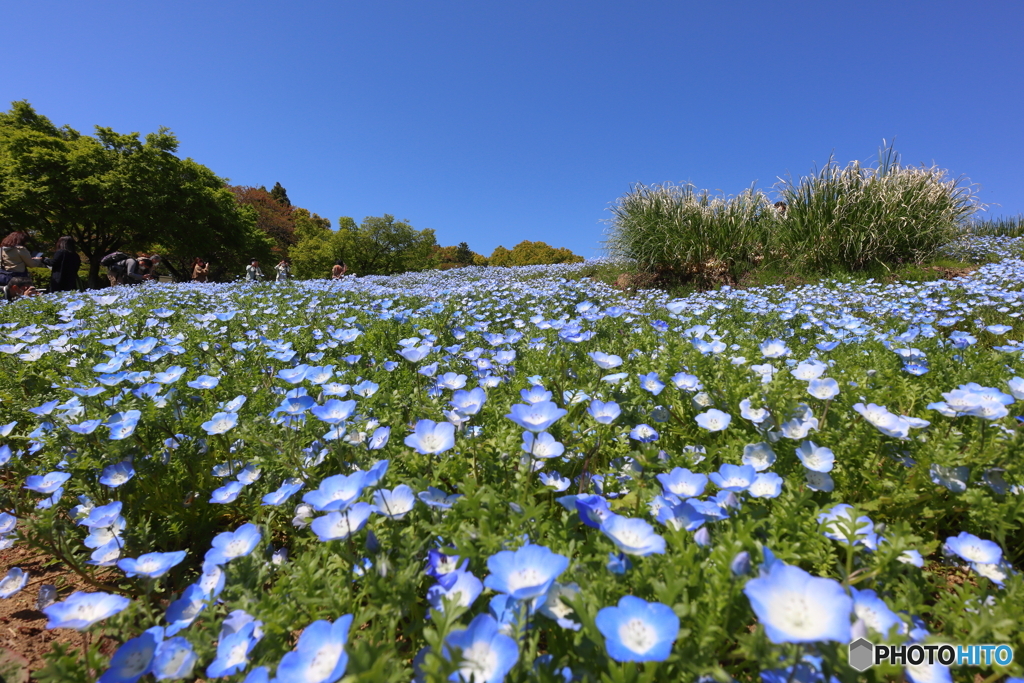 昭和記念公園