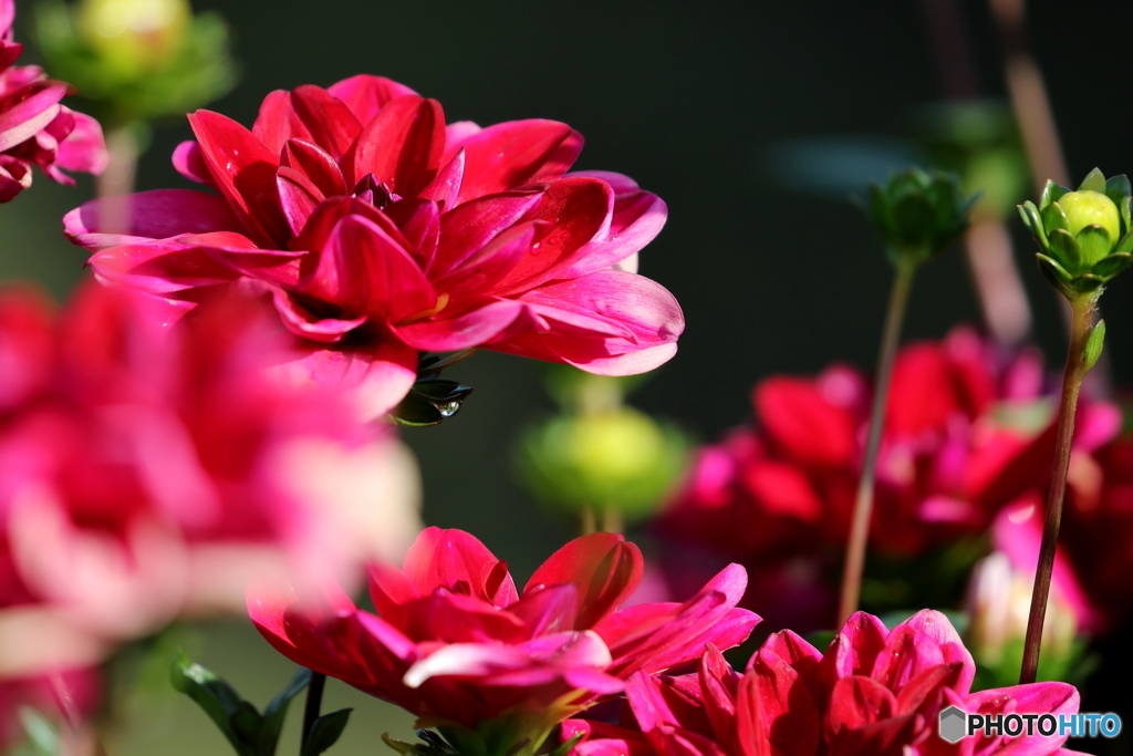 街の花
