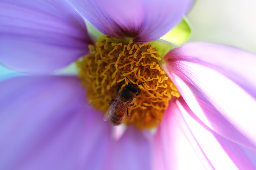 街の花