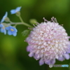 街の花