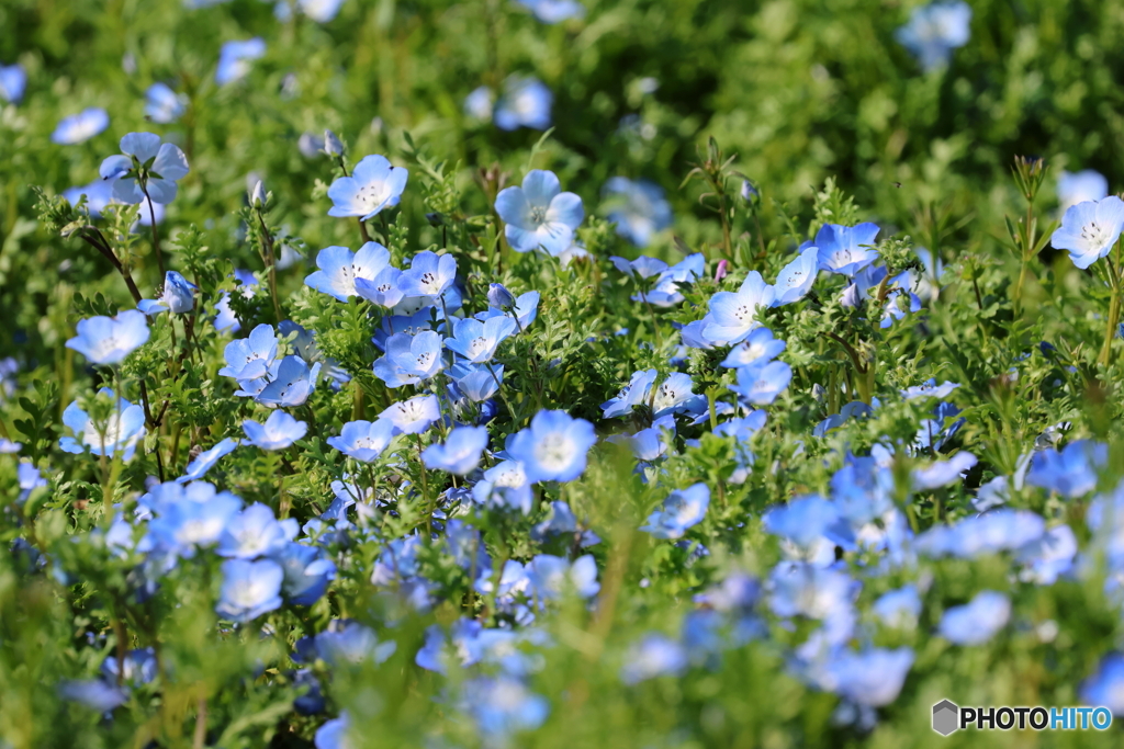 園の花